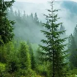 Domashniy Zatyshok Pilipets