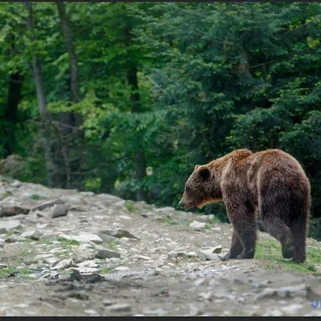 Gasthuis Domashniy Zatyshok