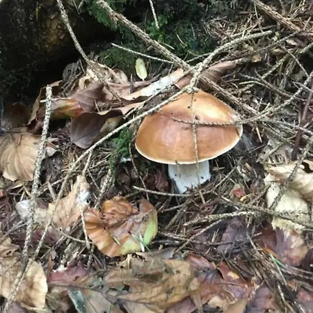 Domashniy Zatyshok Gasthuis *