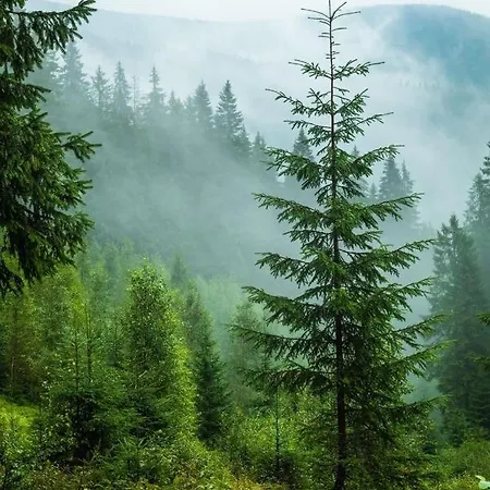 Domashniy Zatyshok Pilipets