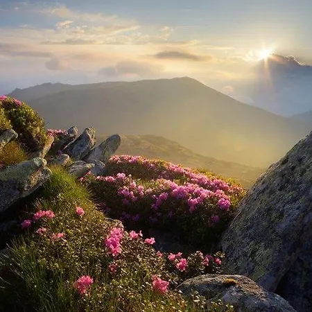 Domashniy Zatyshok Pilipets