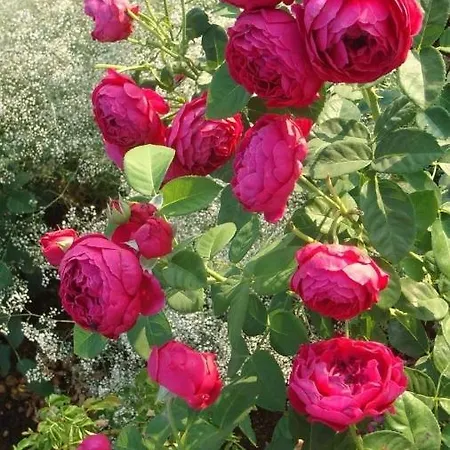 Maison d'hôtes Domashniy Zatyshok Pilipets